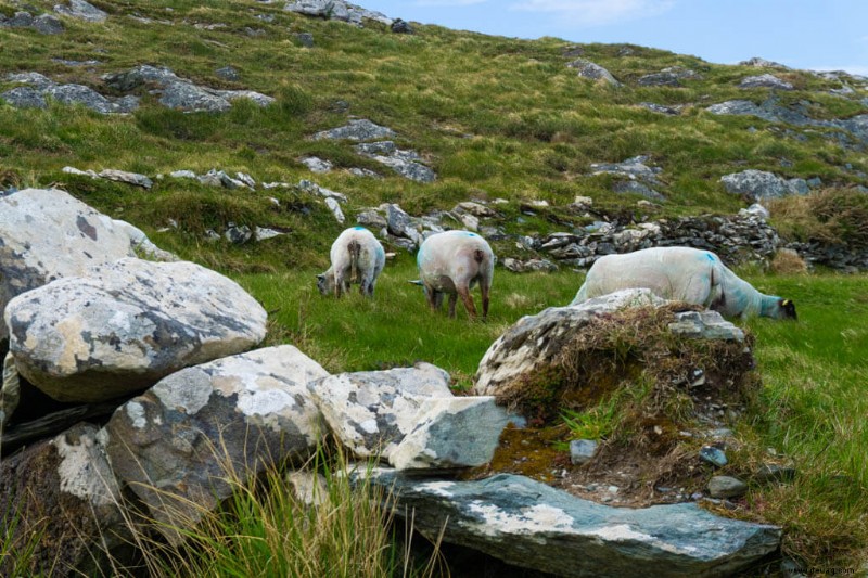 Die perfekte 10-tägige Irland-Reiseroute:Wie man die Emerald Isle mit dem Auto bereist 