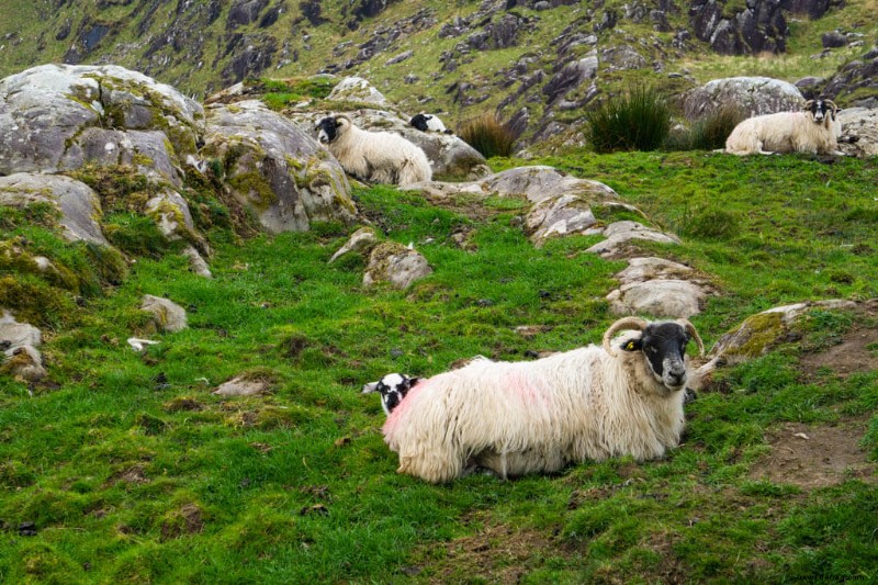 Die perfekte 10-tägige Irland-Reiseroute:Wie man die Emerald Isle mit dem Auto bereist 