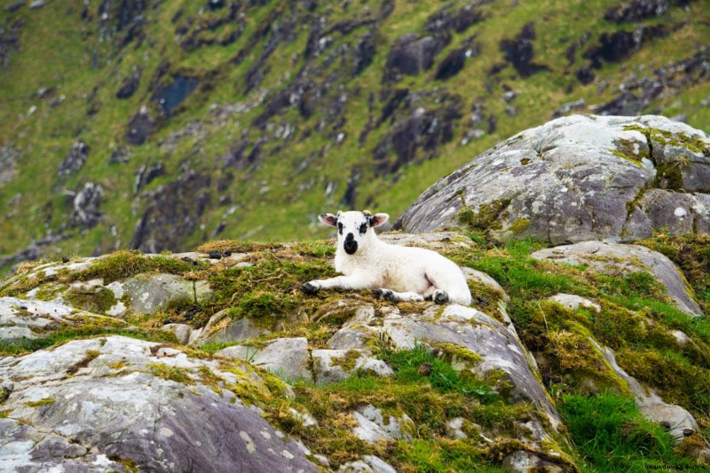 35 schönsten Orte in Irland:Sehen Sie die Grüne Insel 