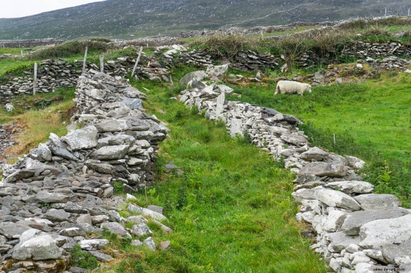 14 unglaubliche Aktivitäten in Dingle 