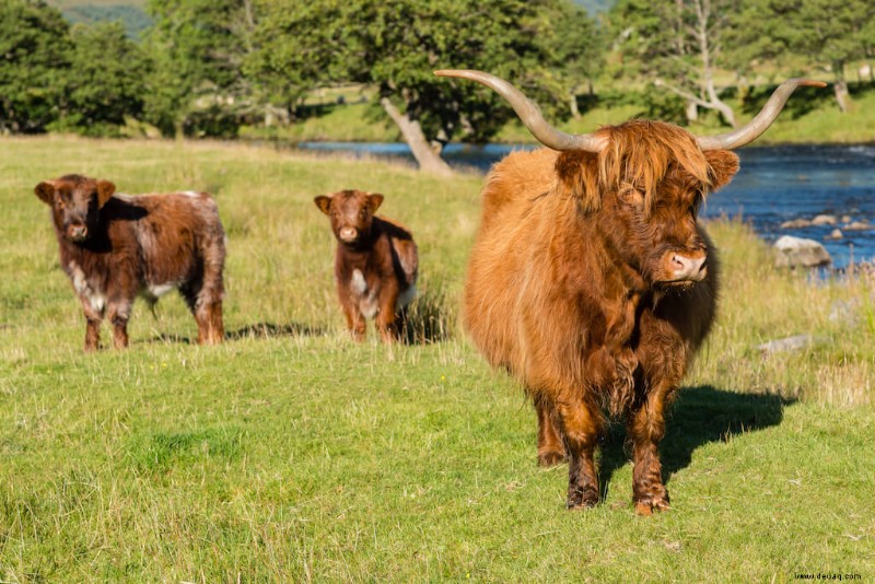 12 unglaubliche Aktivitäten in Perthshire 