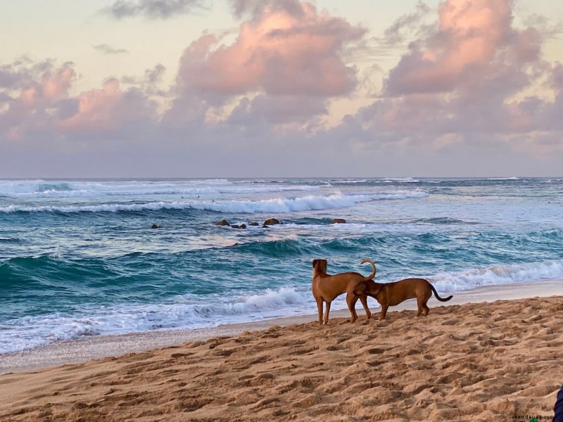 Die beste Insel zum Besuchen in Hawaii (2022):Wie man sich entscheidet 