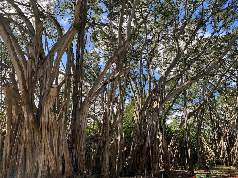 11 Best Oahu Hikes (2022):Wie man das Beste der Insel sieht 