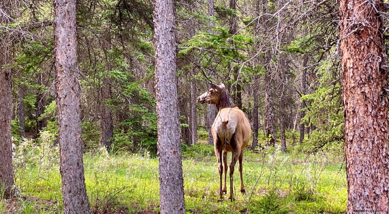 So verbringen Sie 3, 5 oder 7 Tage in Banff:Die perfekte Banff-Reiseroute 