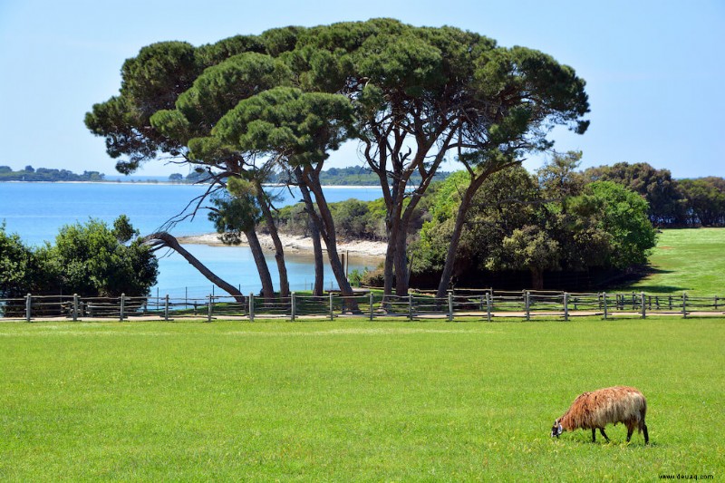 15 Beste Inseln in Kroatien:Juwelen der Adria 