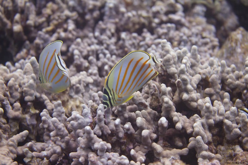 32 erstaunliche Hawaii-Sehenswürdigkeiten, die Sie in Ihrem Leben sehen sollten 