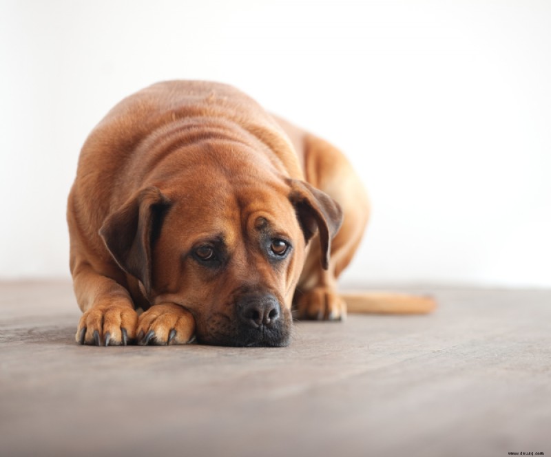 Metronidazol für Hunde:Anwendungen, Nebenwirkungen und Dosierung 