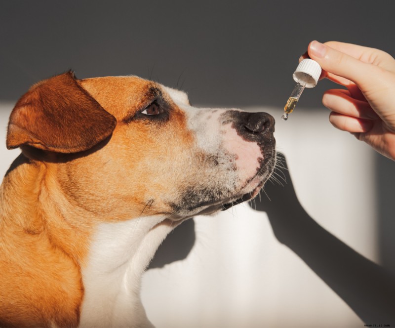 Trilostane für Hunde und Katzen:Anwendungen, Nebenwirkungen und Dosierung 