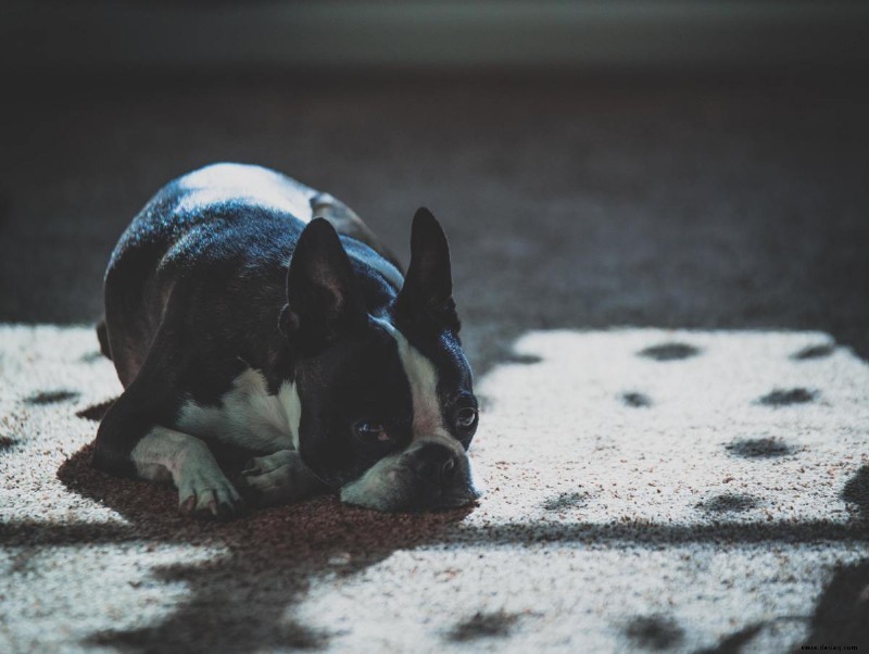 Trilostane für Hunde und Katzen:Anwendungen, Nebenwirkungen und Dosierung 