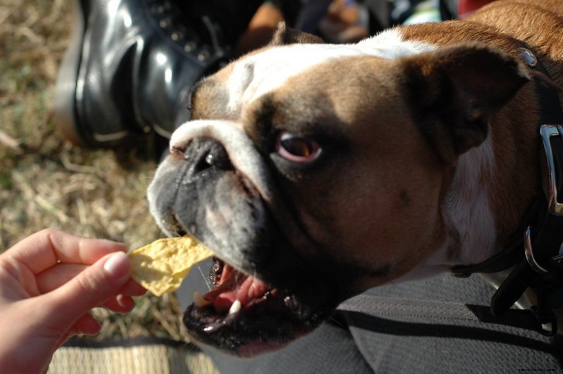 Ist mein juckender Hund allergisch gegen Lebensmittel? (Beste Forschung und häufig gestellte Fragen zu Lebensmittelallergien) 