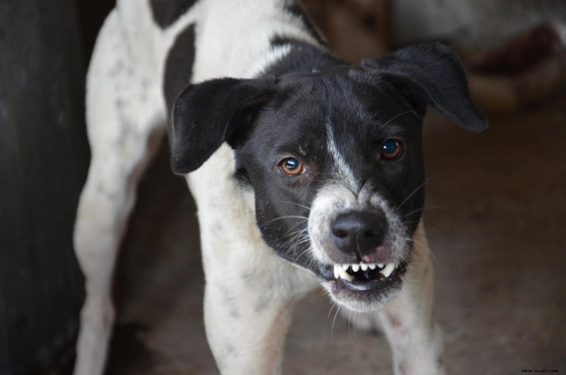 Hundeaggression:Die erfolgreichsten Behandlungsmethoden (aktuelle Forschung und FAQs) 