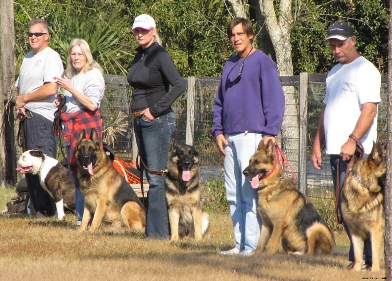 Hundeaggression:Die erfolgreichsten Behandlungsmethoden (aktuelle Forschung und FAQs) 