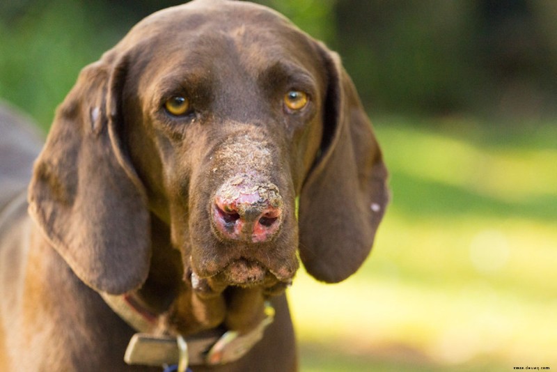 Zehn Gründe, warum Ihr Hund Farbe auf den Lippen verliert und was Sie dagegen tun können 