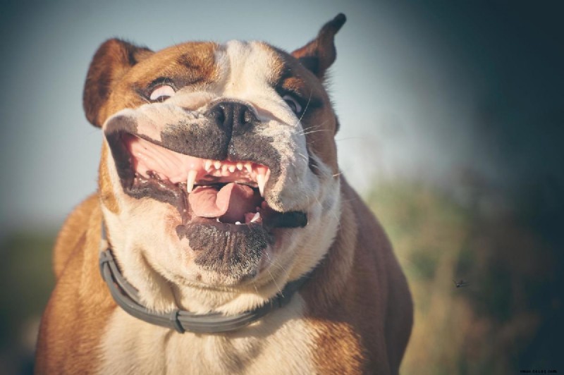 Zehn Gründe, warum Ihr Hund Farbe auf den Lippen verliert und was Sie dagegen tun können 