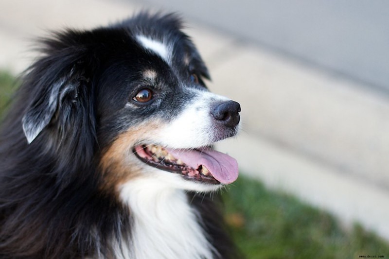 Zehn Gründe, warum Ihr Hund Farbe auf den Lippen verliert und was Sie dagegen tun können 