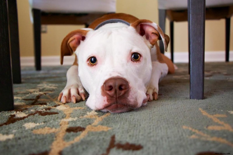 10 Kauartikel und Leckereien, um Ihren Hund beschäftigt und ruhig zu halten 