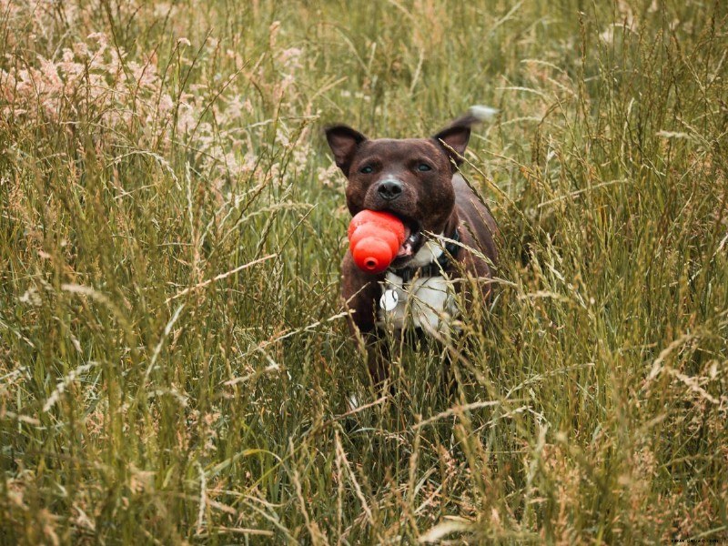 10 Kauartikel und Leckereien, um Ihren Hund beschäftigt und ruhig zu halten 