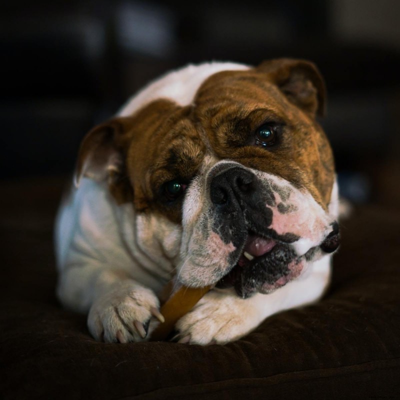 10 Kauartikel und Leckereien, um Ihren Hund beschäftigt und ruhig zu halten 