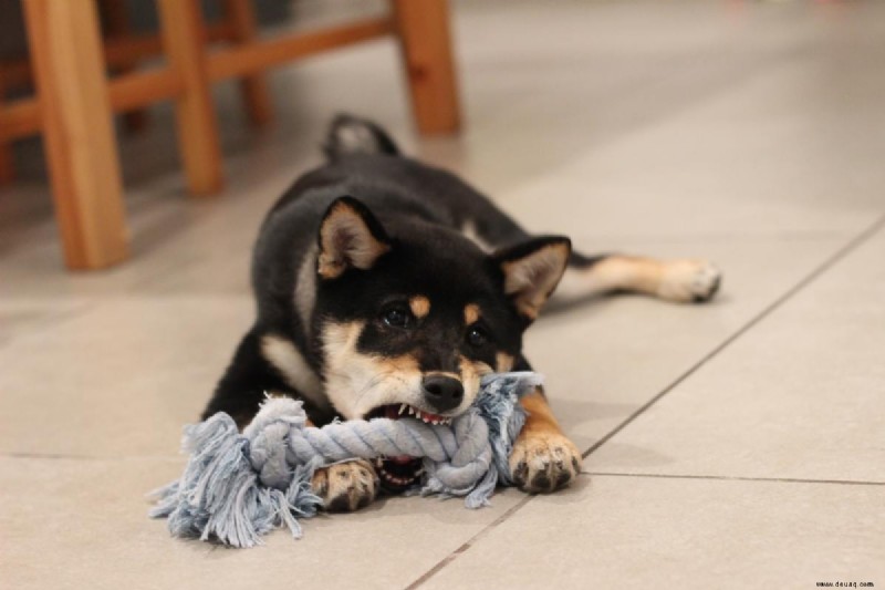 10 Kauartikel und Leckereien, um Ihren Hund beschäftigt und ruhig zu halten 