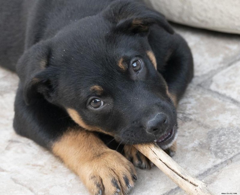 10 Kauartikel und Leckereien, um Ihren Hund beschäftigt und ruhig zu halten 