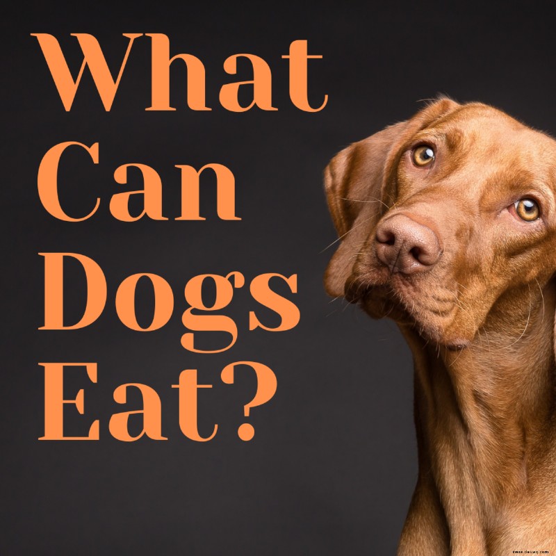 Was dürfen Hunde essen? 