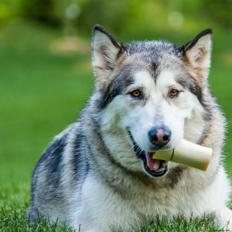 Was dürfen Hunde essen? 