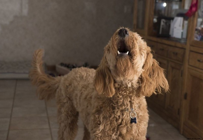 Hilfe, mein Hund bellt, wenn er allein gelassen wird! 