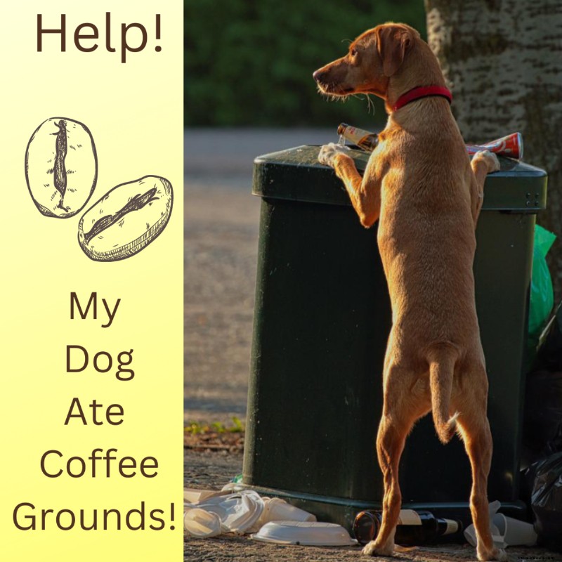Hilfe, mein Hund hat Kaffeesatz gefressen! 