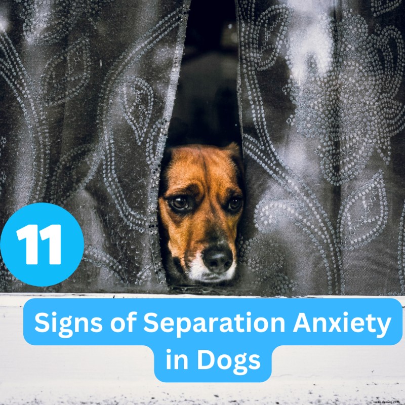 11 Anzeichen von Trennungsangst bei Hunden 