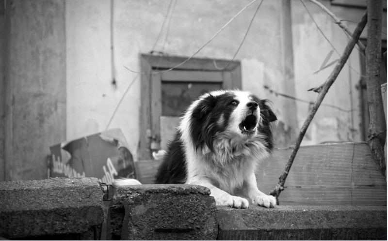 11 Anzeichen von Trennungsangst bei Hunden 