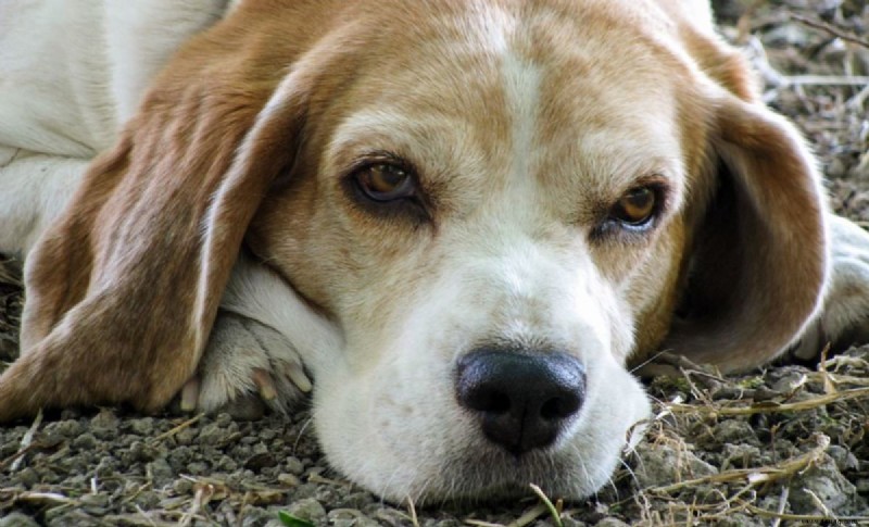 Wie oft (und wie lange) sollte ich meinen Hund trainieren? Hier ist, was Studien sagen 