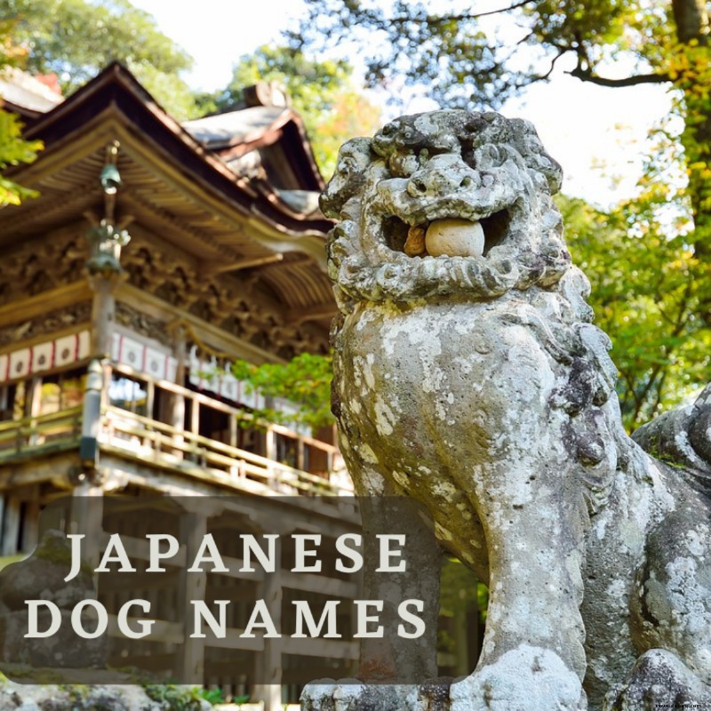 Über 180 japanische Hundenamen (mit Bedeutungen) 