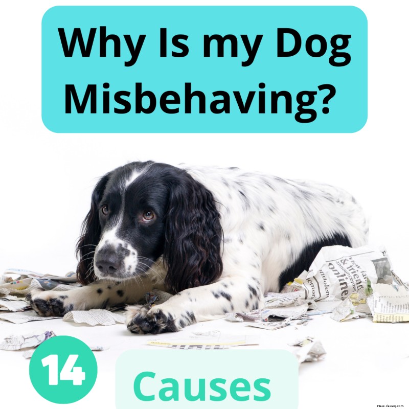 Warum verhält sich mein Hund schlecht? 14 Mögliche Ursachen 