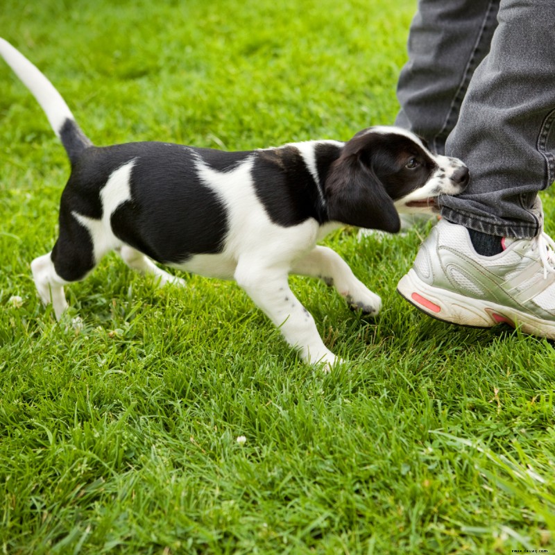 Warum verhält sich mein Hund schlecht? 14 Mögliche Ursachen 