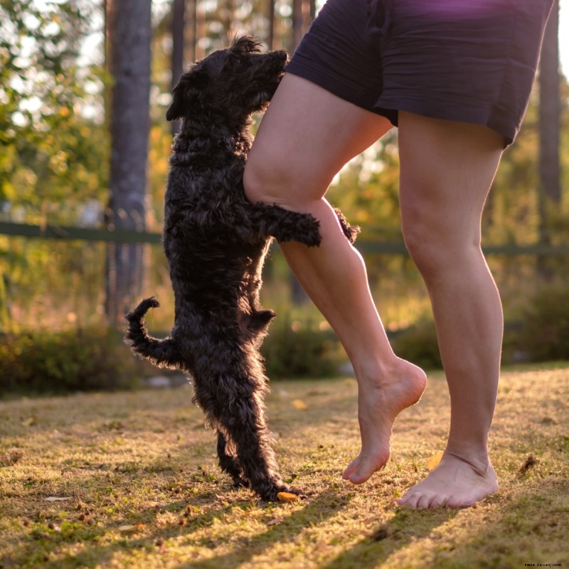 Warum verhält sich mein Hund schlecht? 14 Mögliche Ursachen 