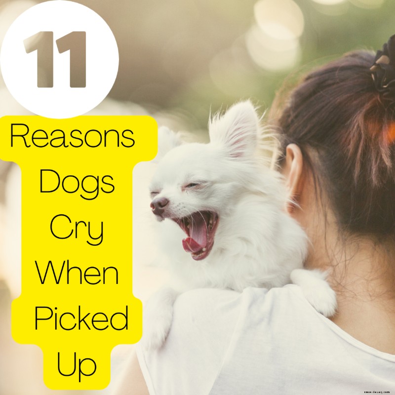 11 Gründe, warum Hunde weinen, wenn sie hochgenommen werden 