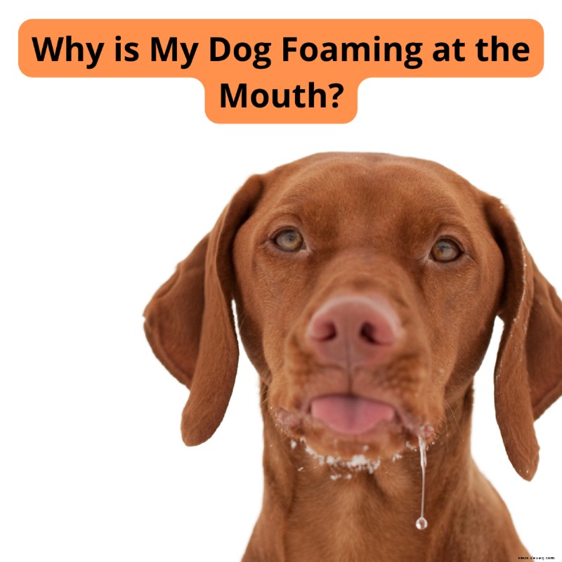 10 Ursachen für Schaum vor dem Maul bei Hunden 