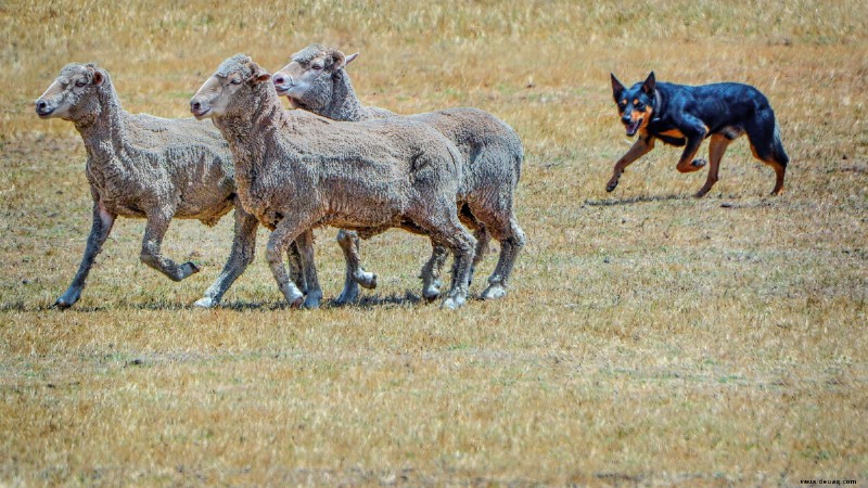 Hüteverhalten bei Hunden (was Sie wissen müssen) 