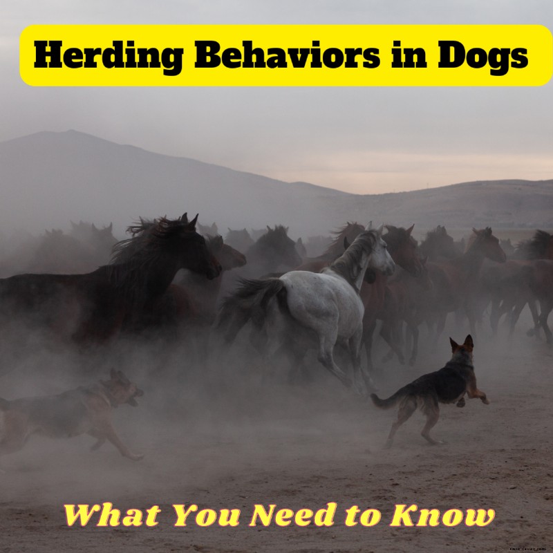 Hüteverhalten bei Hunden (was Sie wissen müssen) 