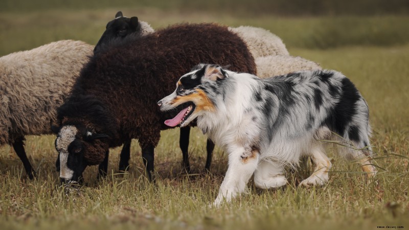 Hüteverhalten bei Hunden (was Sie wissen müssen) 