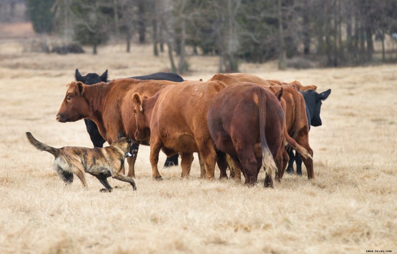 Hüteverhalten bei Hunden (was Sie wissen müssen) 