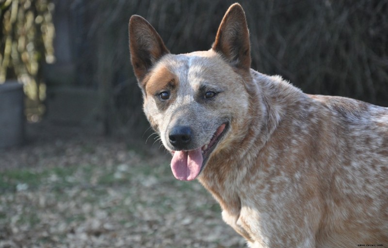 Hüteverhalten bei Hunden (was Sie wissen müssen) 