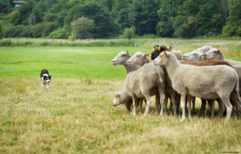 Hüteverhalten bei Hunden (was Sie wissen müssen) 