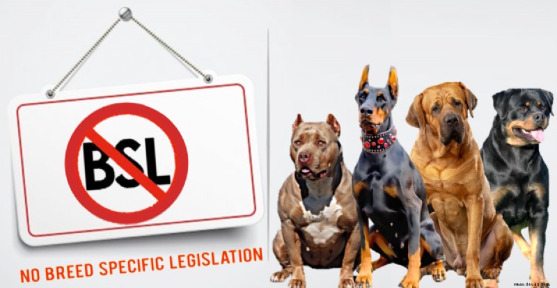 11 Länder, in denen keine Hunderasse verboten oder eingeschränkt ist 