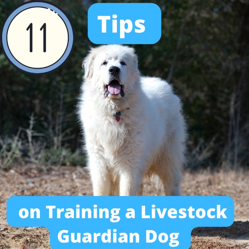 11 Tipps für die Ausbildung von Herdenschutzhunden 