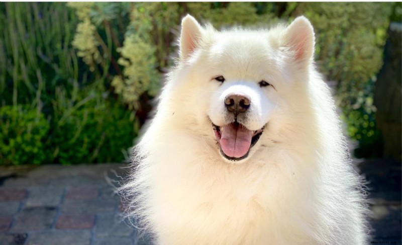 Entdecken Sie 20 Spitznamen für Hunderassen (und ihre Bedeutung) 