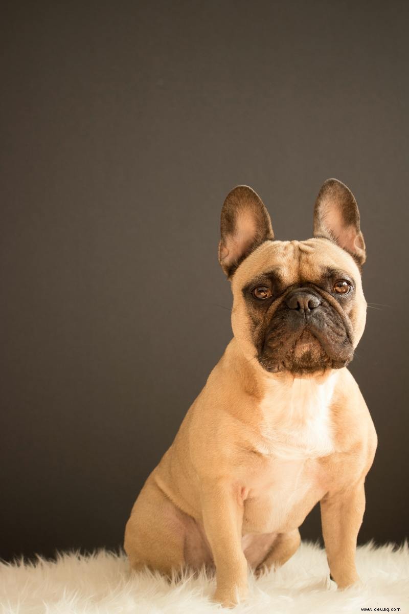 Die Französische Bulldogge:Ein Leitfaden für Besitzer 