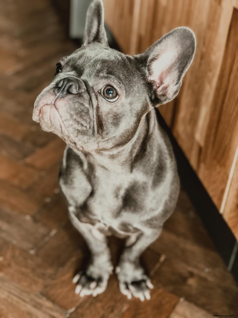 Die Französische Bulldogge:Ein Leitfaden für Besitzer 