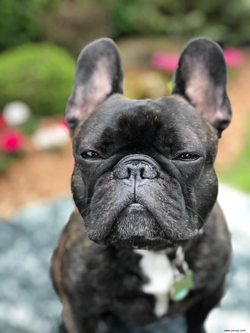 Die Französische Bulldogge:Ein Leitfaden für Besitzer 