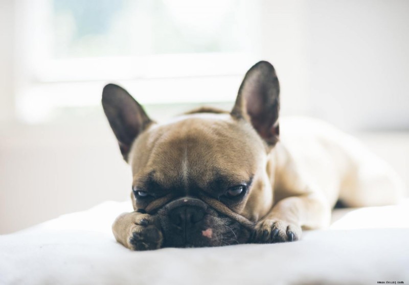 Die Französische Bulldogge:Ein Leitfaden für Besitzer 